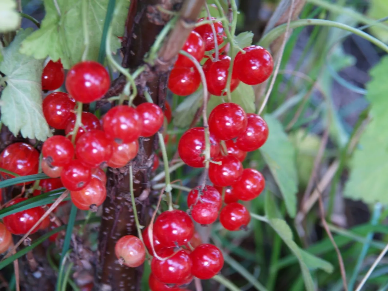 Ribes rubrum 'Red Lake'