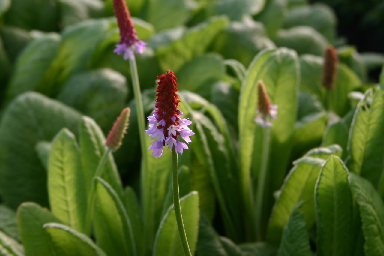 primula-vialii