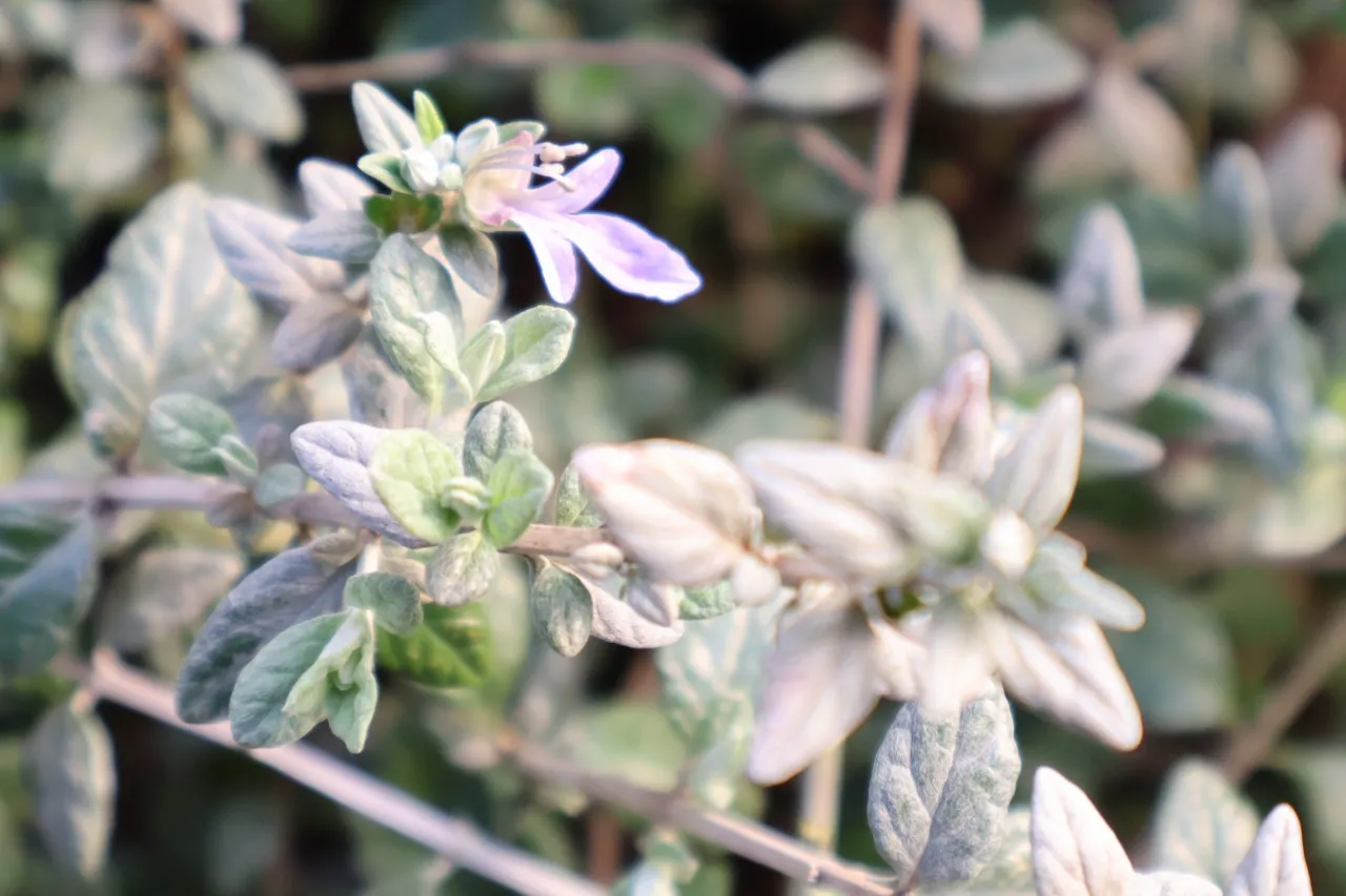 Teucrium fruticans : P11 : 15-30