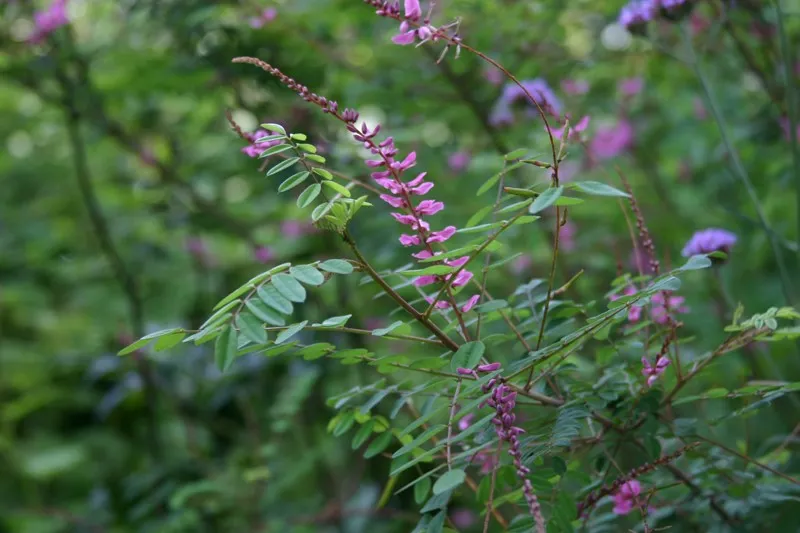 Indigofera howellii : P9 : 15-30