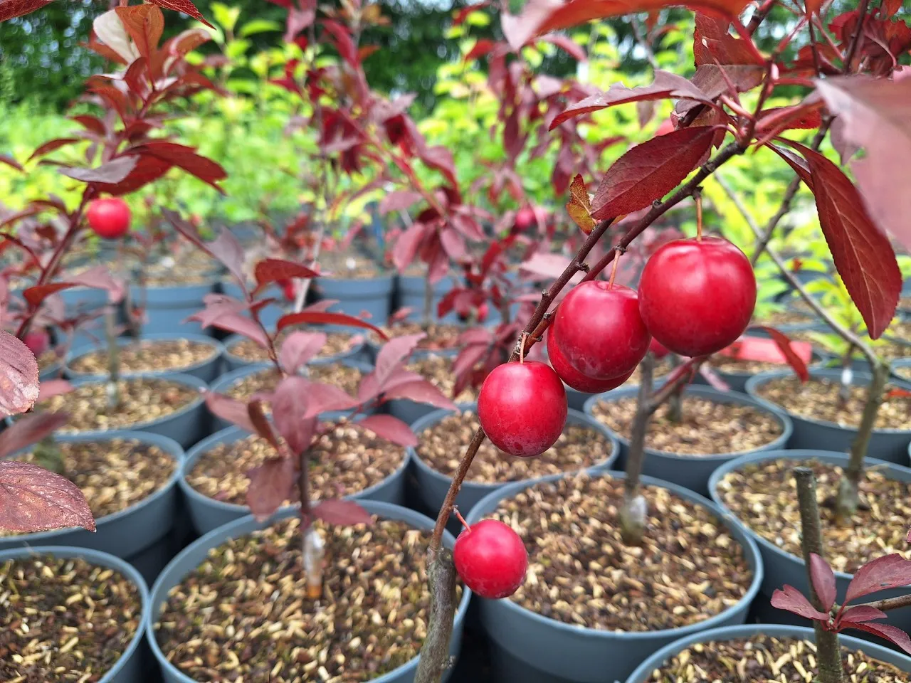 Prunus 'Globus' : C3 : 60-100 : onderstam Prunus domestica 'St Julien'