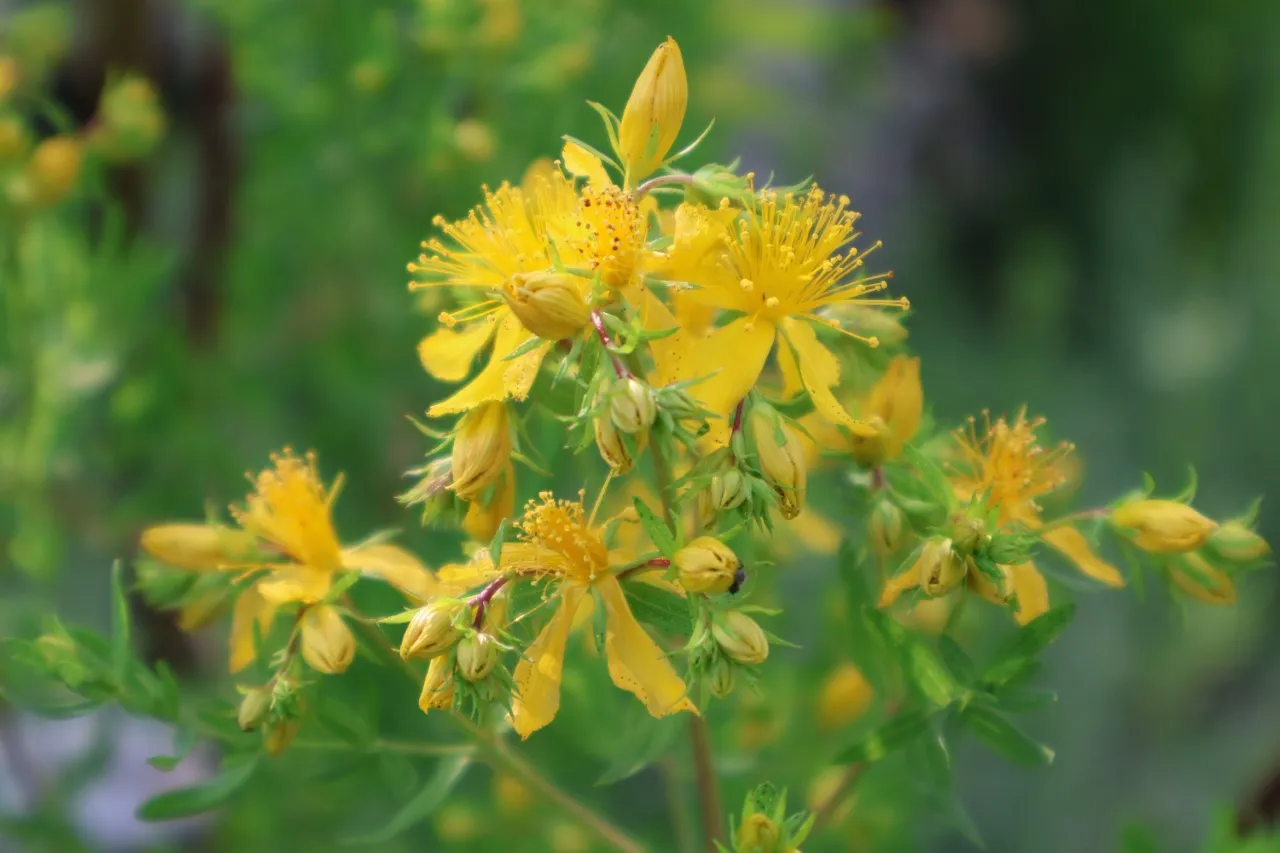 Hypericum perforatum
