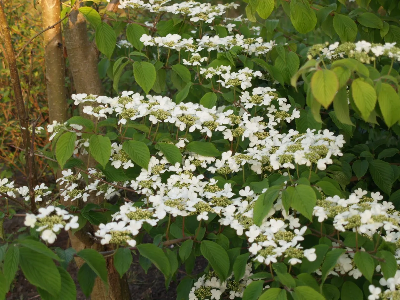 Viburnum plicatum 'Mariesii' : C3 : 30-60