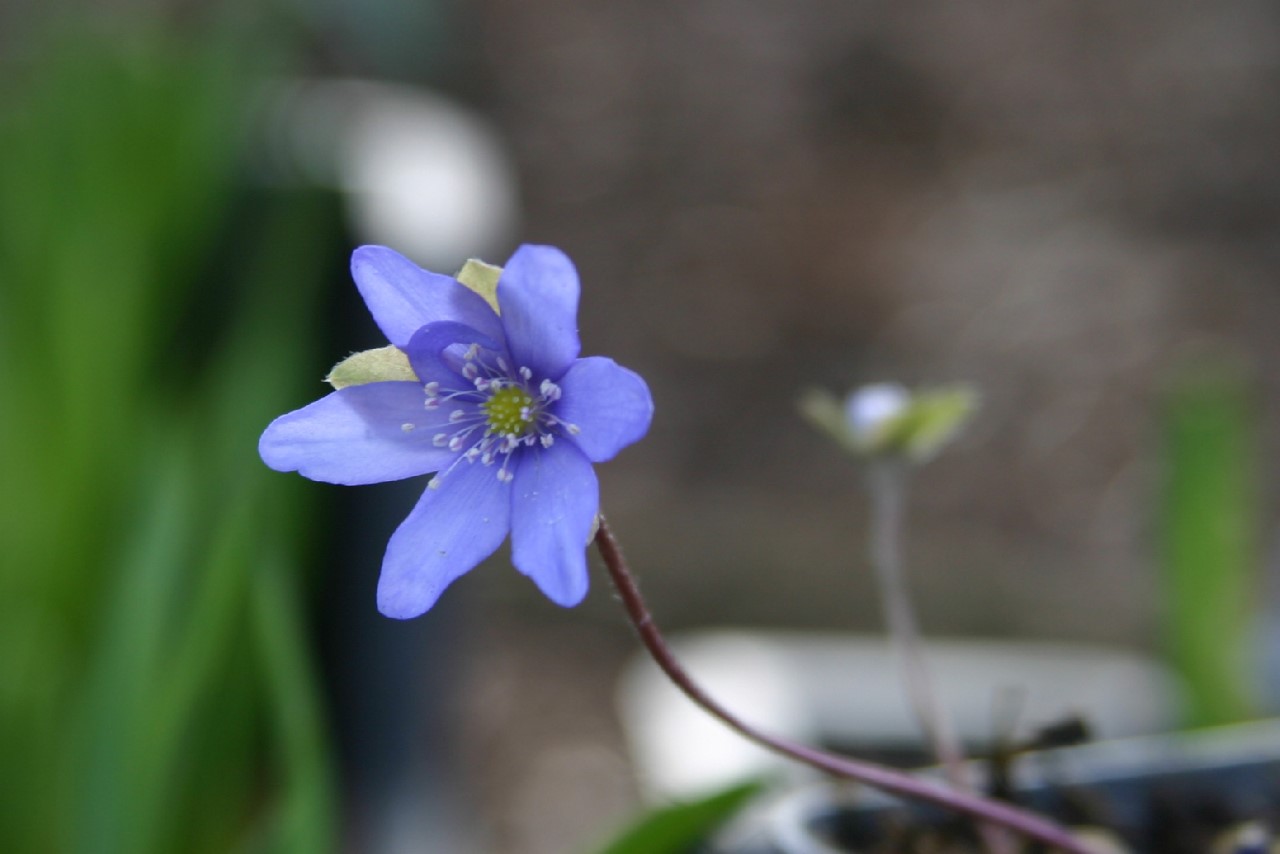 hepatica-nobilis