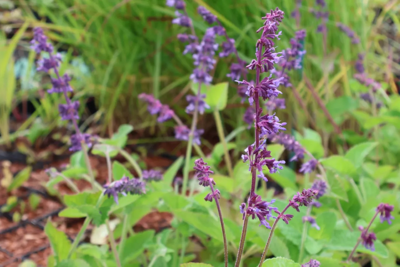 Salvia verticillata