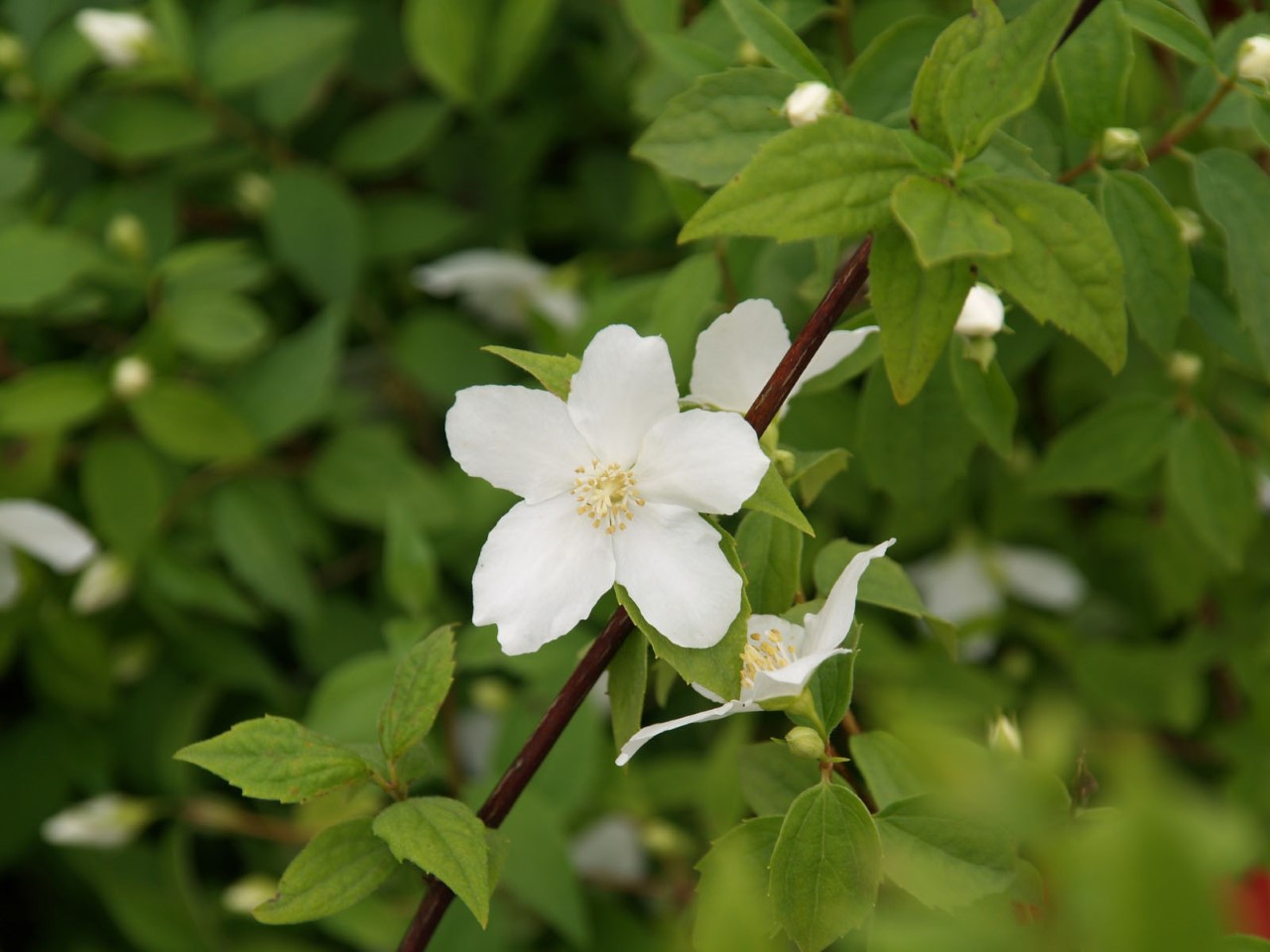 philadelphus-microphyllus
