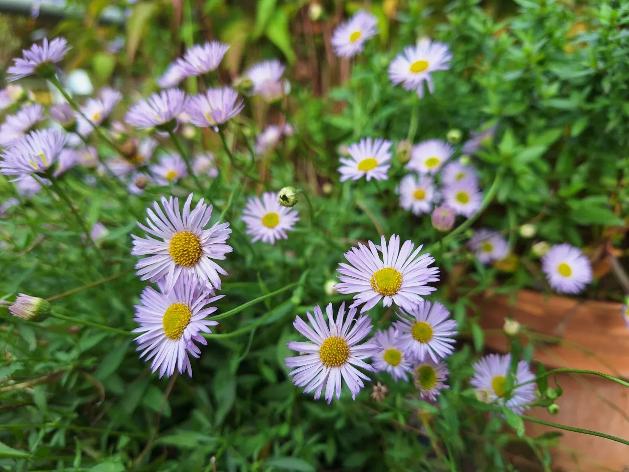 Erigeron karvinskianus 'Lavender Lady' Biologisch : P9