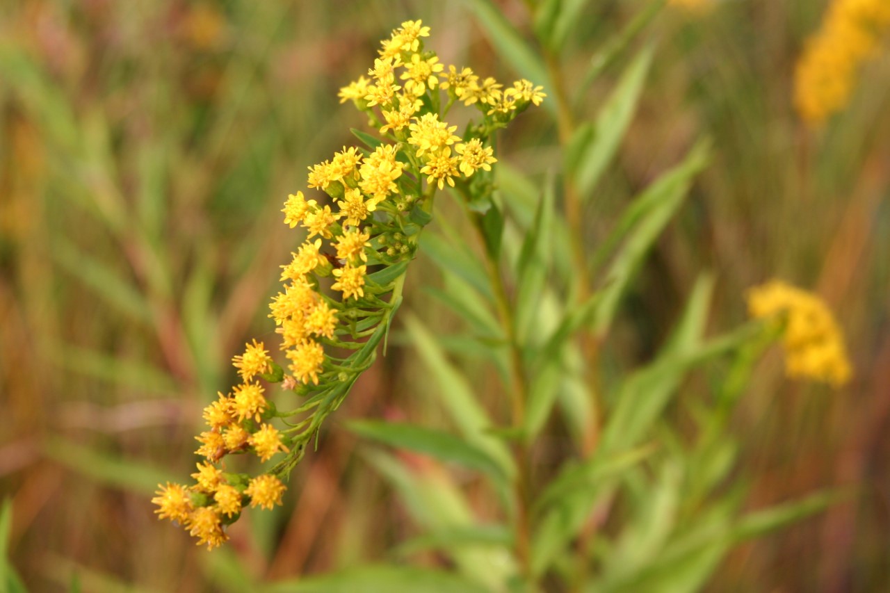 Solidago semp. Goldene Wellen' : P9