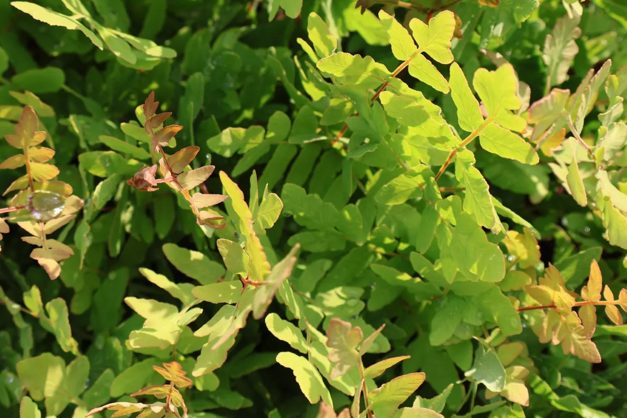 Osmunda regalis 'Japonica' : P9