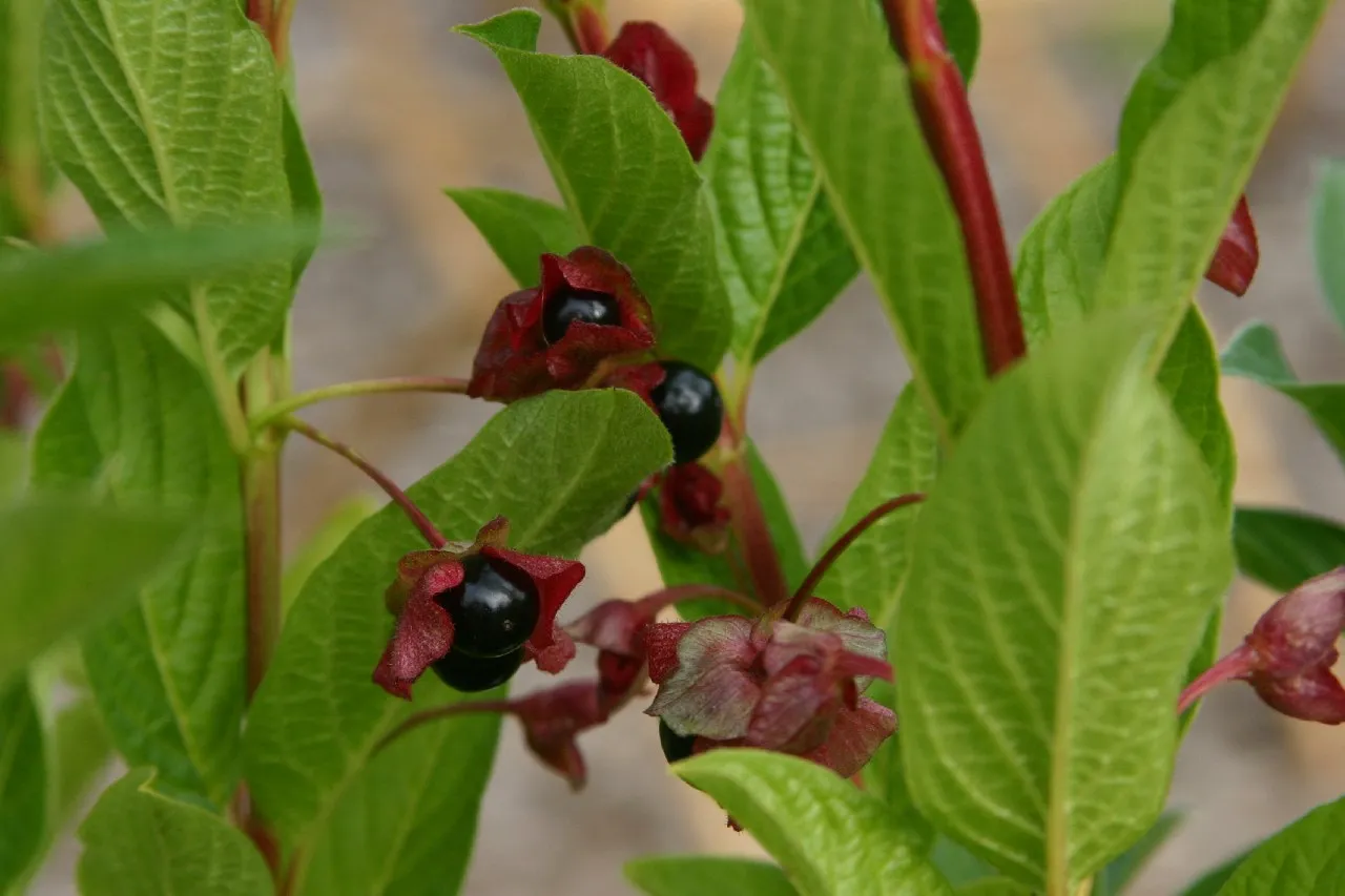 Lonicera involucrata 'Vian' : C2 : 30-60