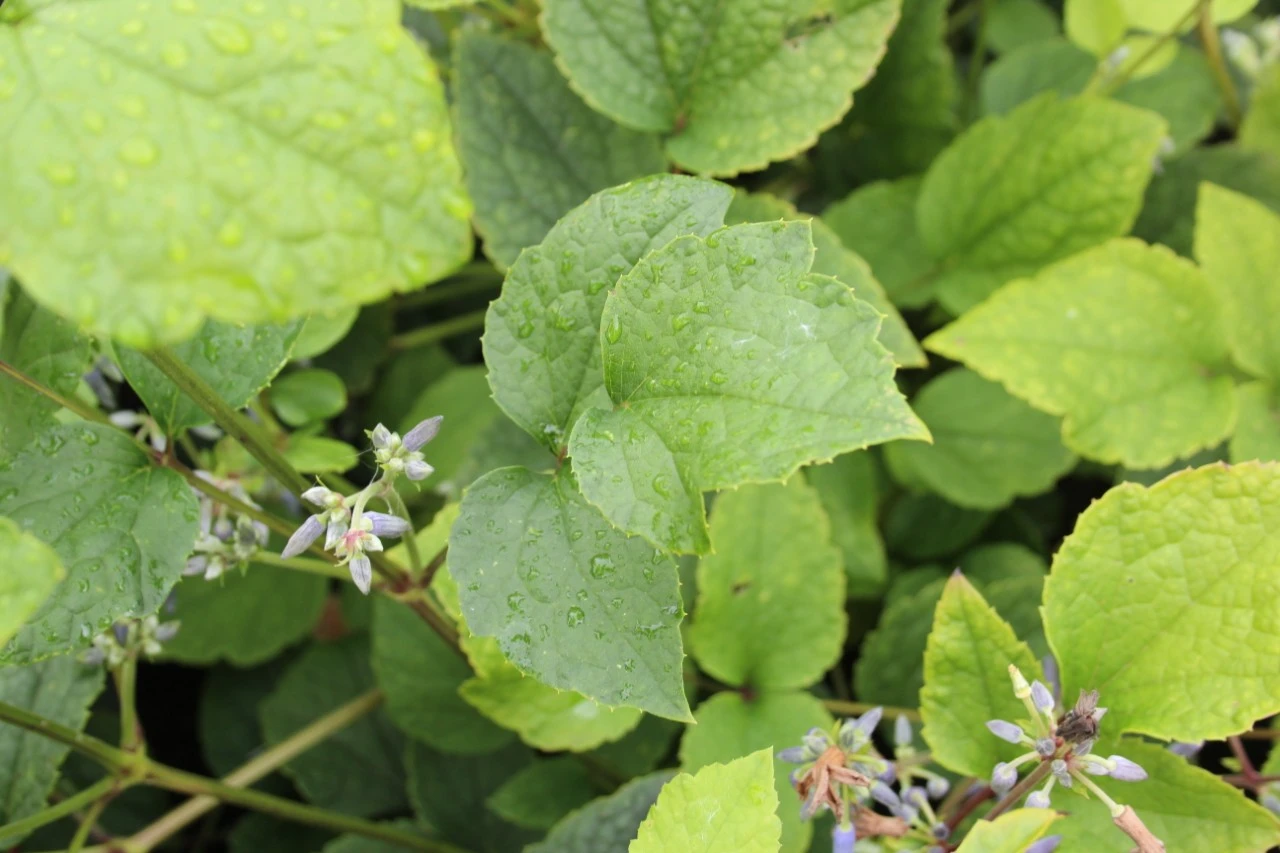 Clematis 'Côte d'Azur' : C2