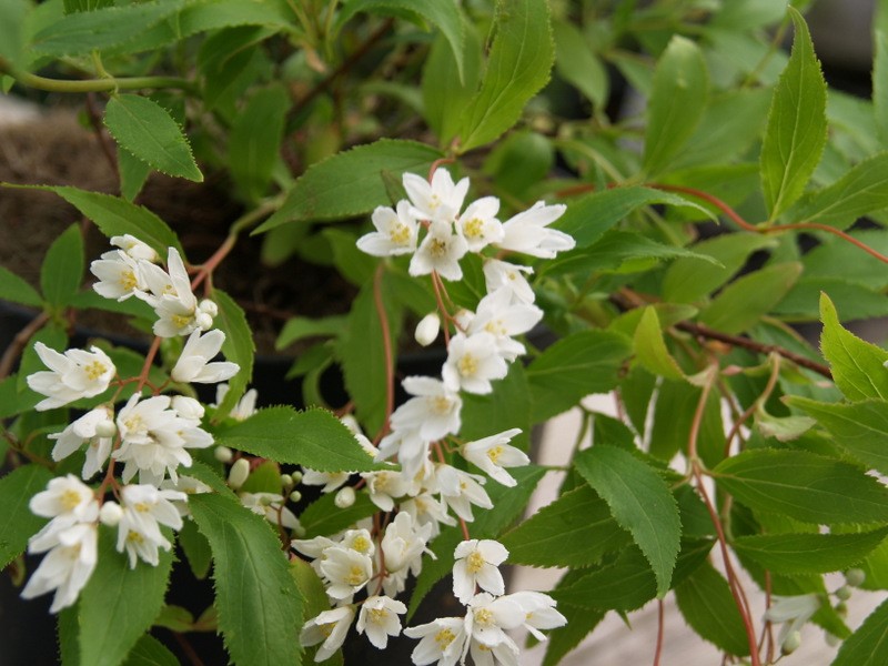 deutzia-gracilis-nikko