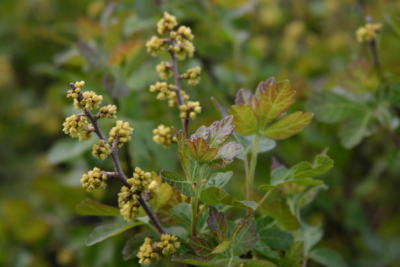 rhus-aromatica-grow-low