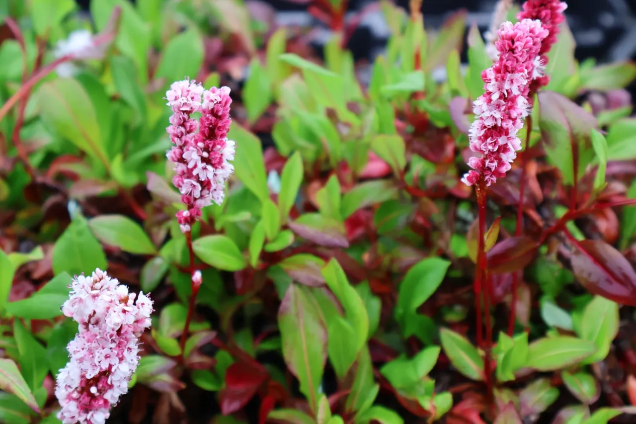 Persicaria affinis 'Darjeeling Red'