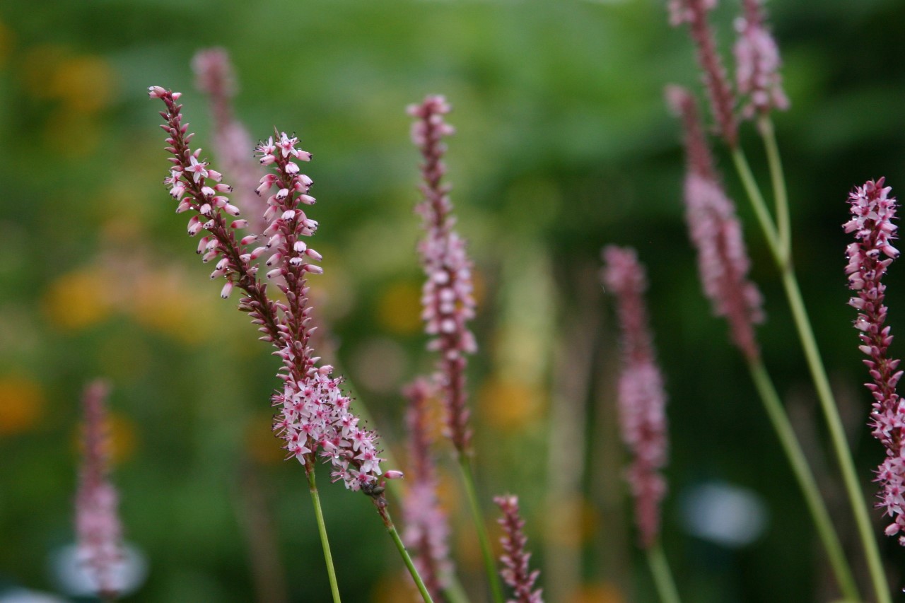 persicaria-amplexicaulis-rosea