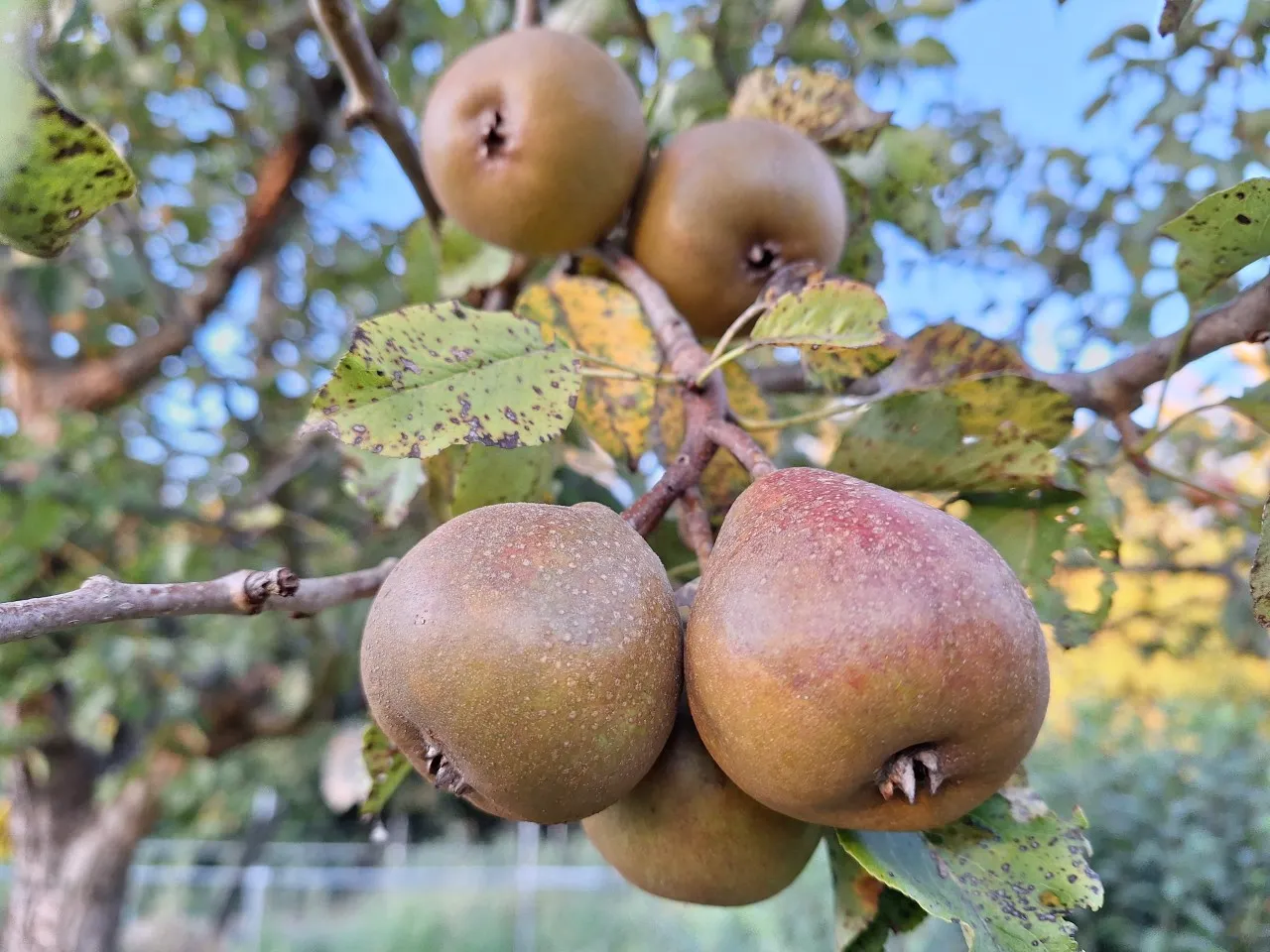 Pyrus communis 'Gieser Wildeman' : C3 : 60-100 : onderstam Pyrus communis 'Kirchensaller'