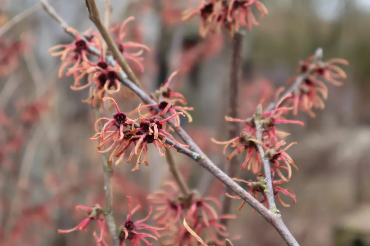 Hamamelis intermedia 'Ruby Glow' : C15 : 100-150