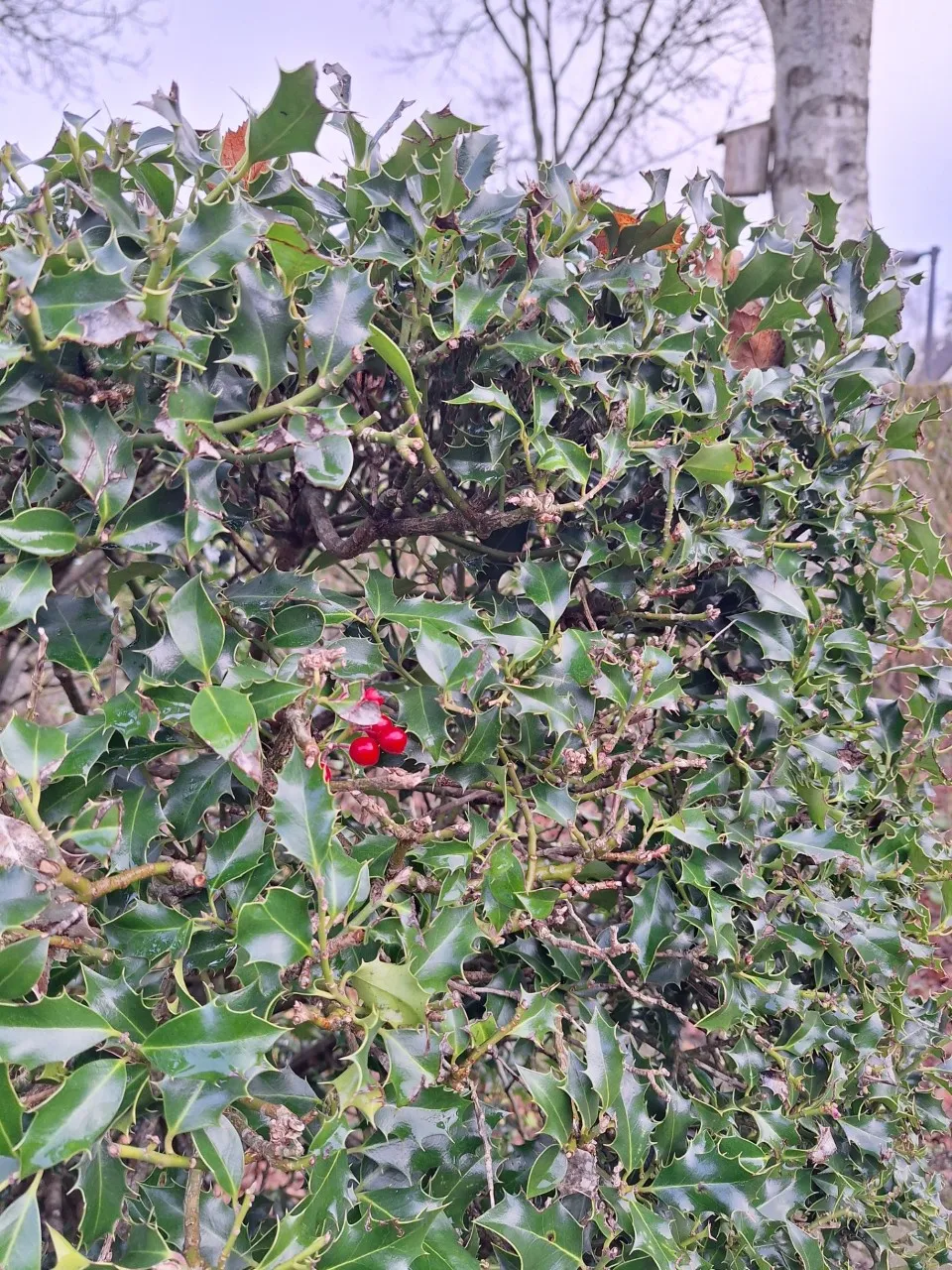 25 jaar Kwekerij Arborealis – de plantverhalen van klanten: Vogels in de tuin met hulst