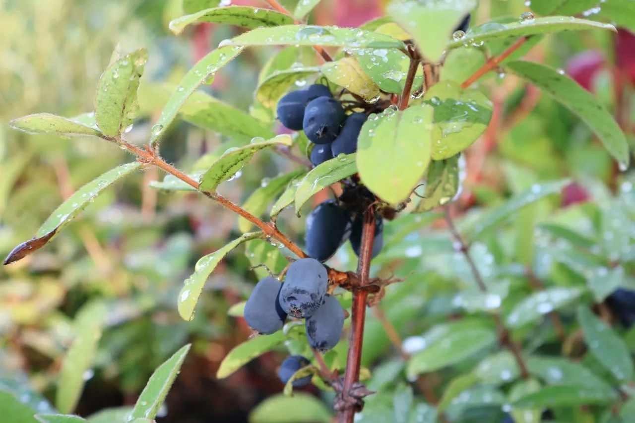 Lonicera caerulea 'Borealis' : C2 : 15-30 | 15-30cm C2 | LOCBOREA_C2_15-30