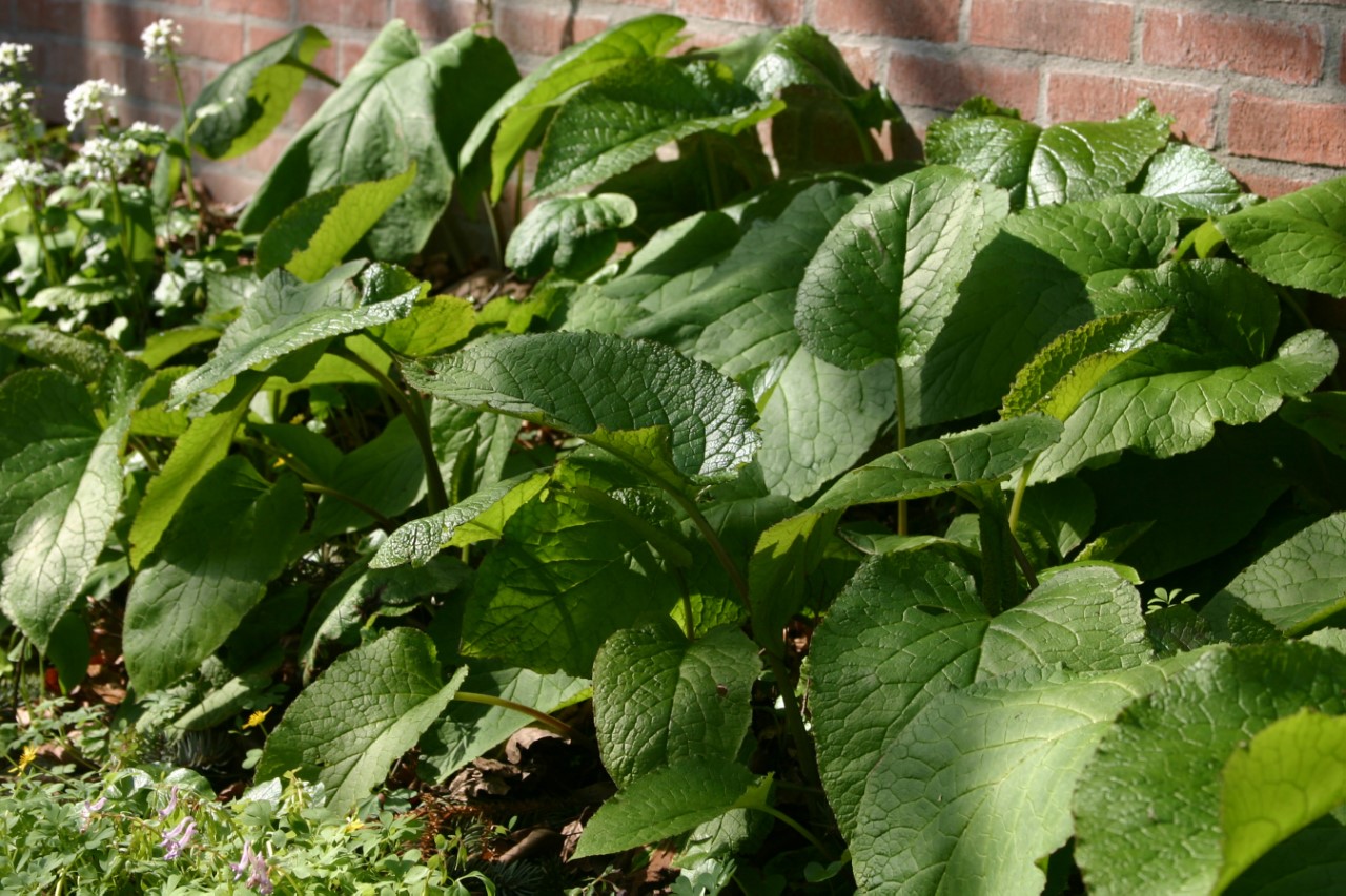 trachystemon-orientalis