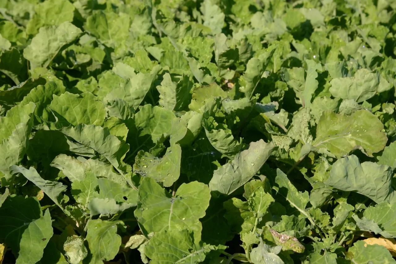 Brassica oleracea var. ramosa