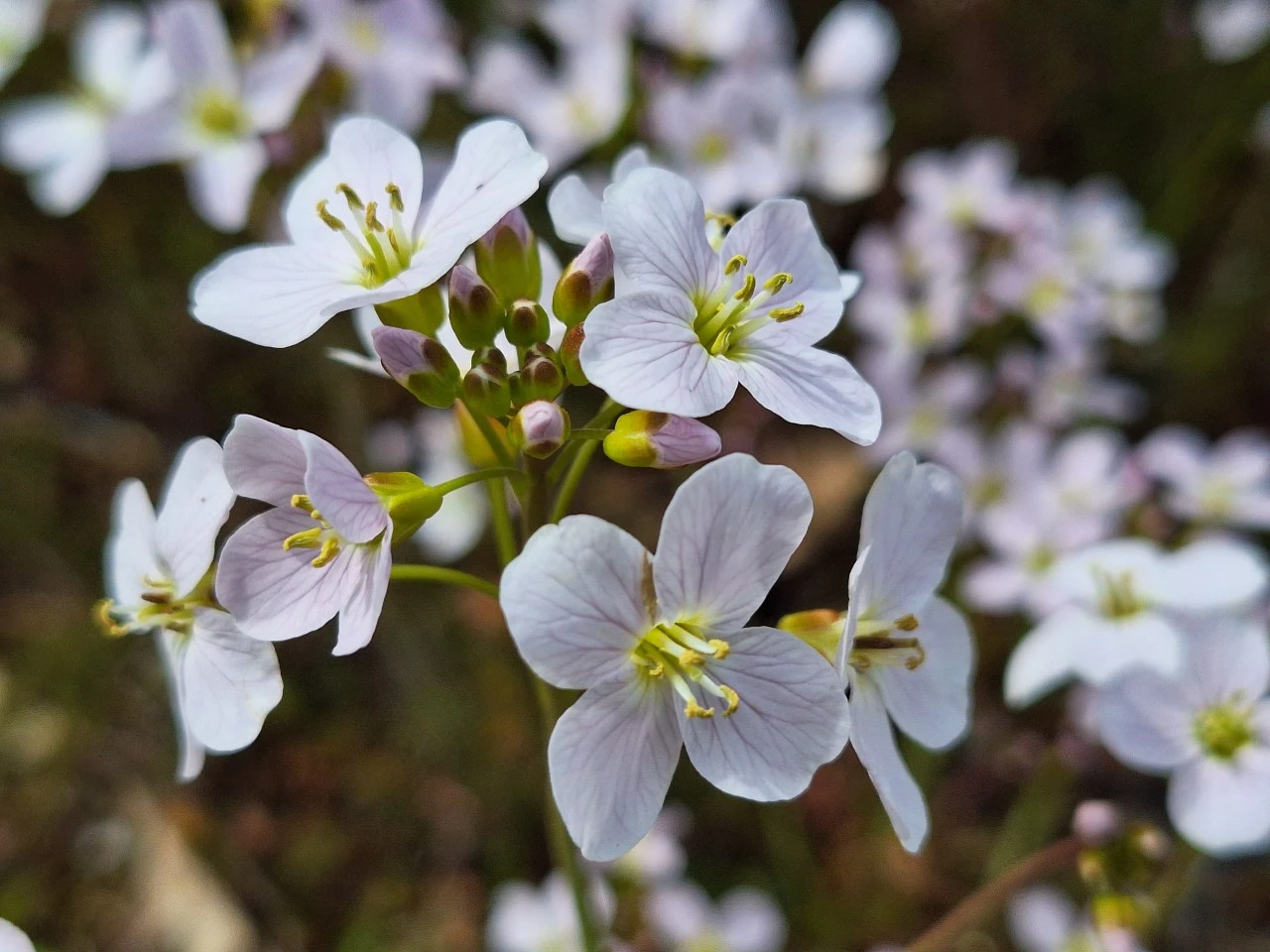Cardamine pratensis : P9