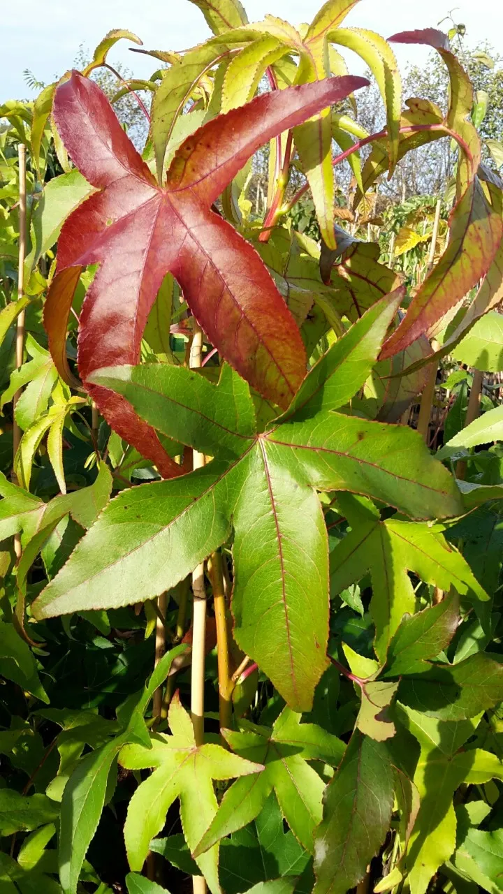 Liquidambar styraciflua 'Slender Silhouette'