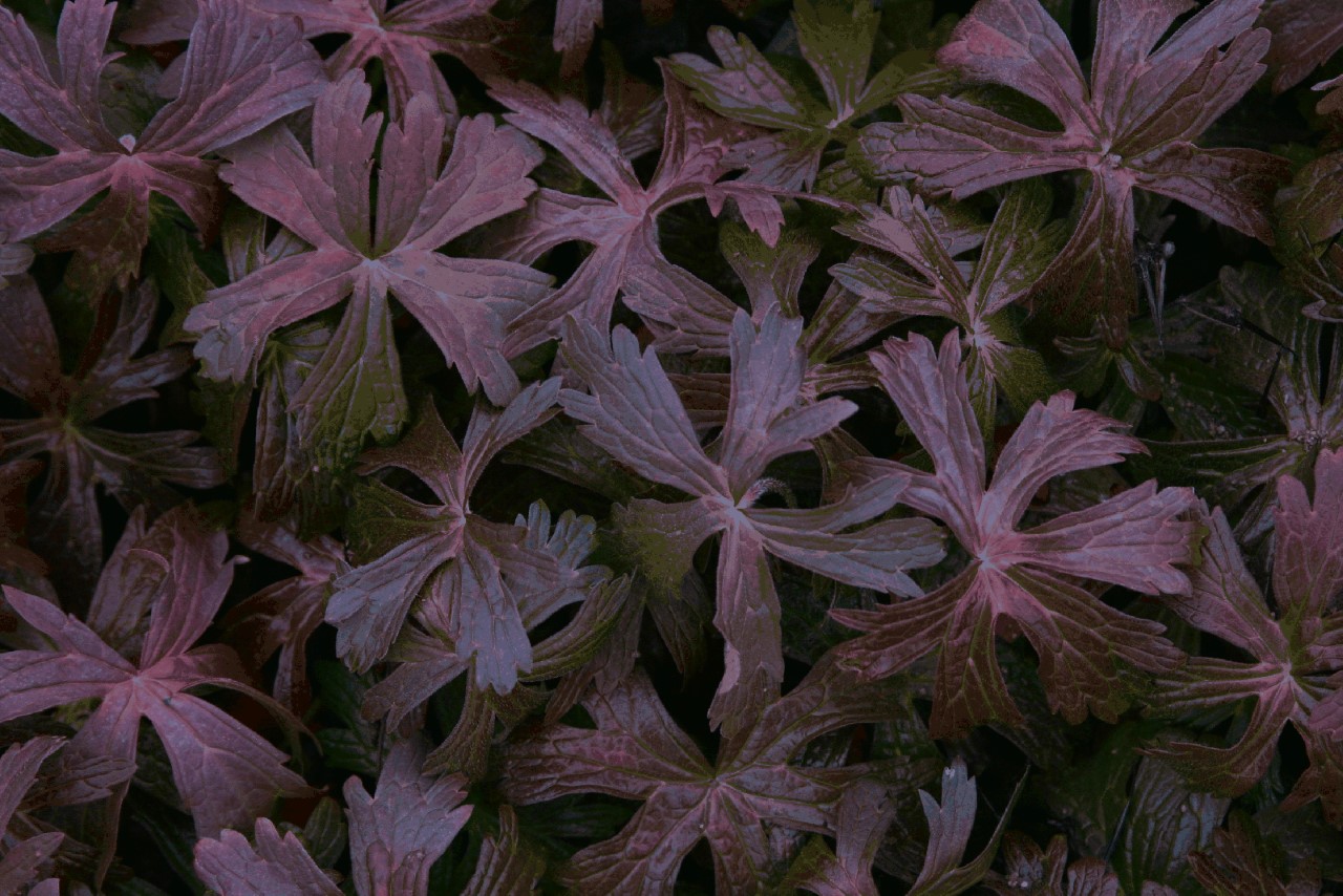 Geranium maculatum 'Espresso' : P9