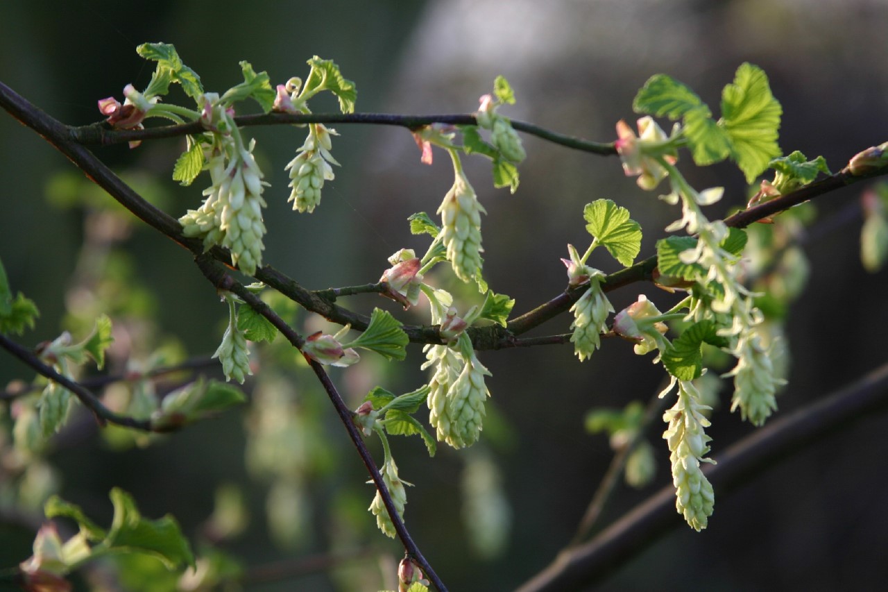 Ribes sanguineum 'White Icicle' : P11 : 15-30