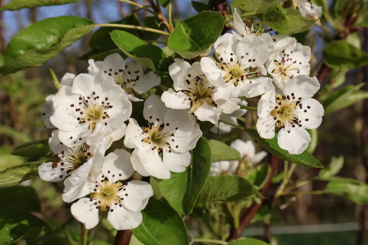 Pyrus communis 'Clapp's Favourite'
