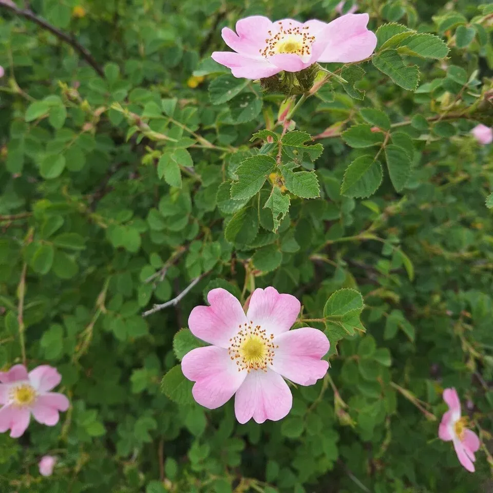 Rosa canina : C3 : 30-60 | 30-60cm C3 | ROCANINA_C3_30-60