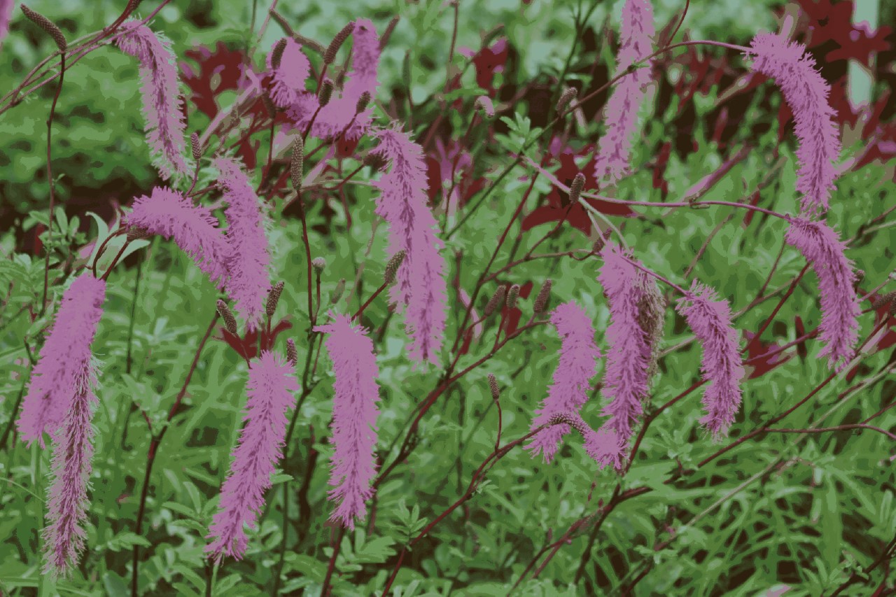 Sanguisorba hakusanensis 'Lilac Squirrel' : P11