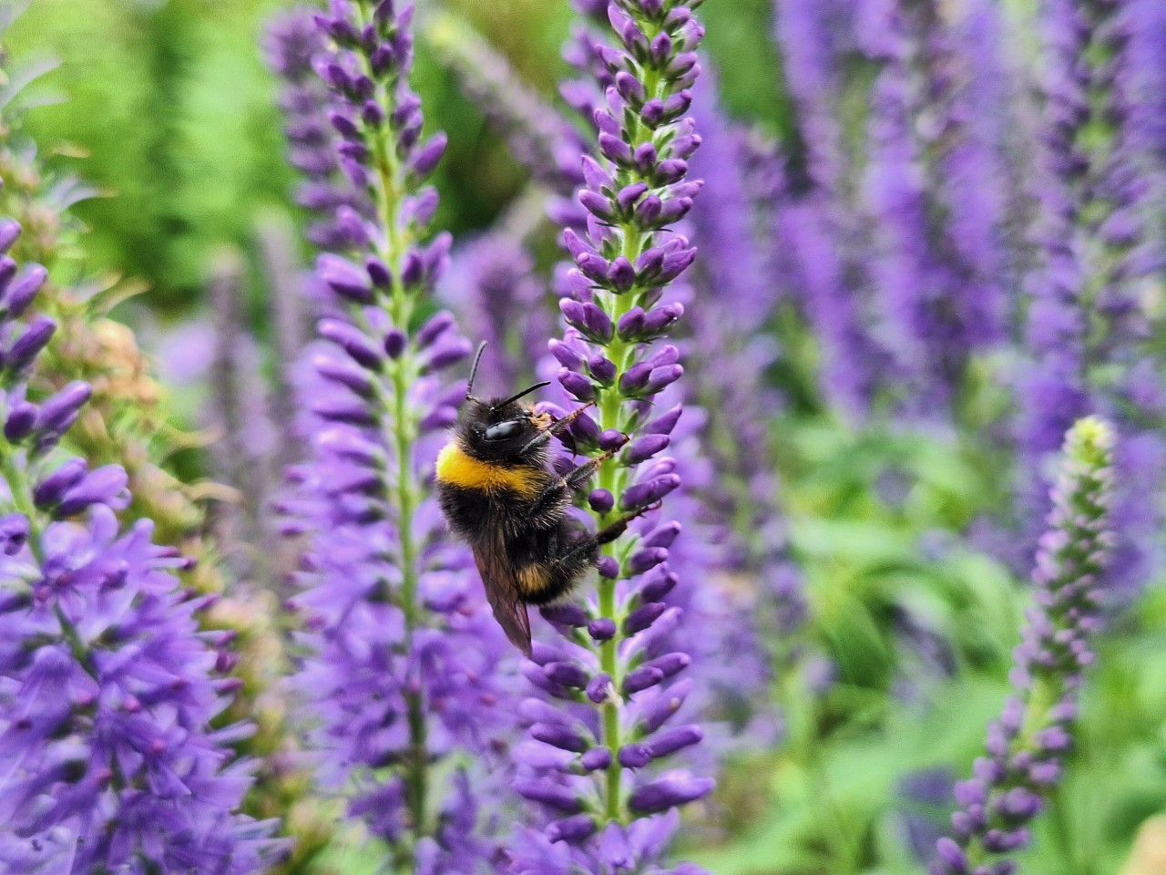 Veronica longifolia