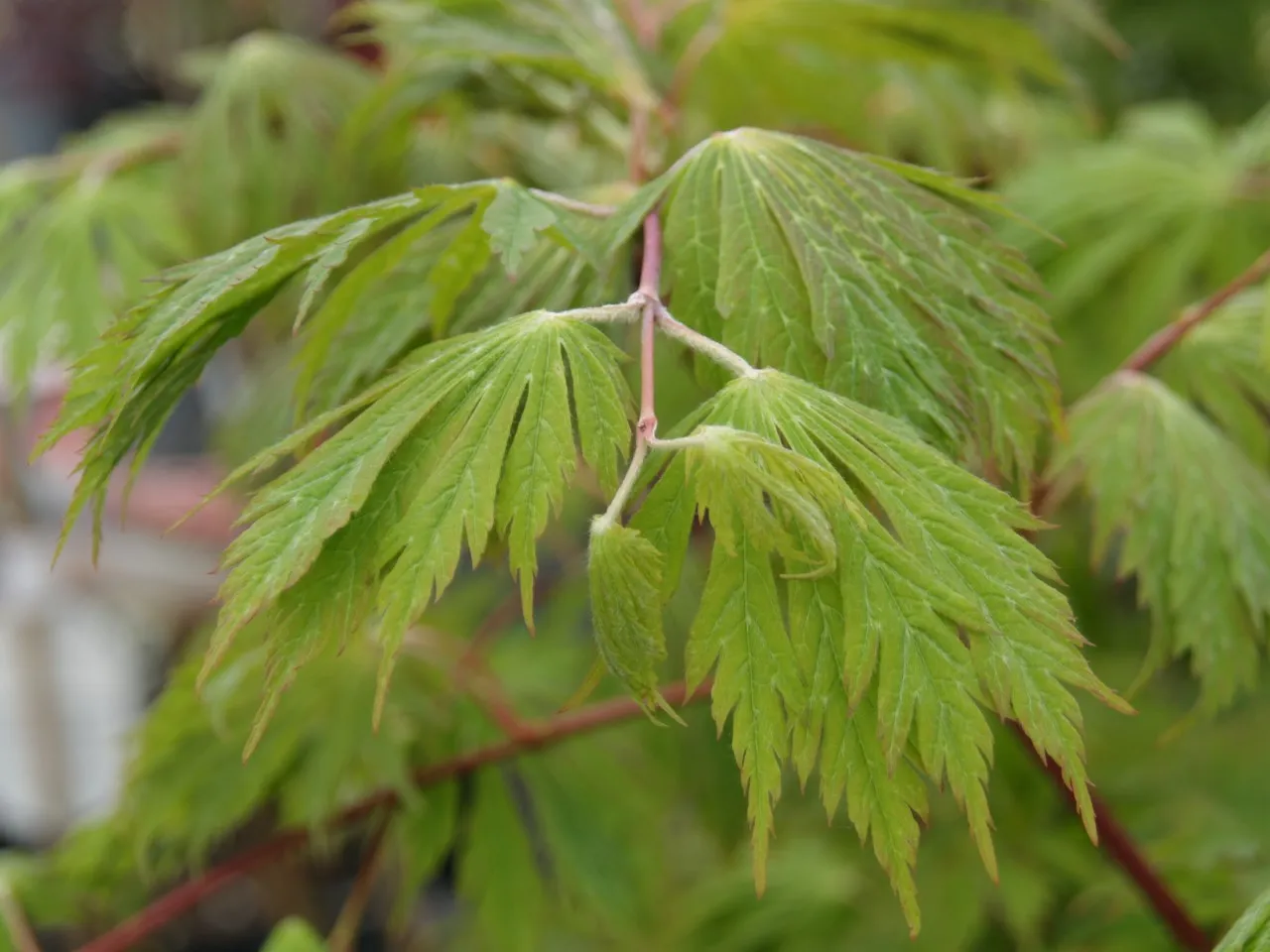 Acer japonicum 'Aconitifolium' Acer japonicum 'Aconitifolium'