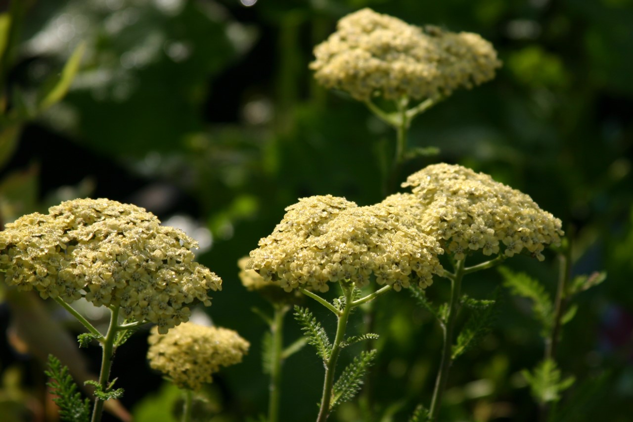 Achillea 'Credo' achillea-credo