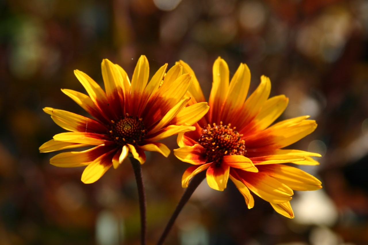 Heliopsis helianthoides var. scabra 'Burning Hearts' Biologisch : P9