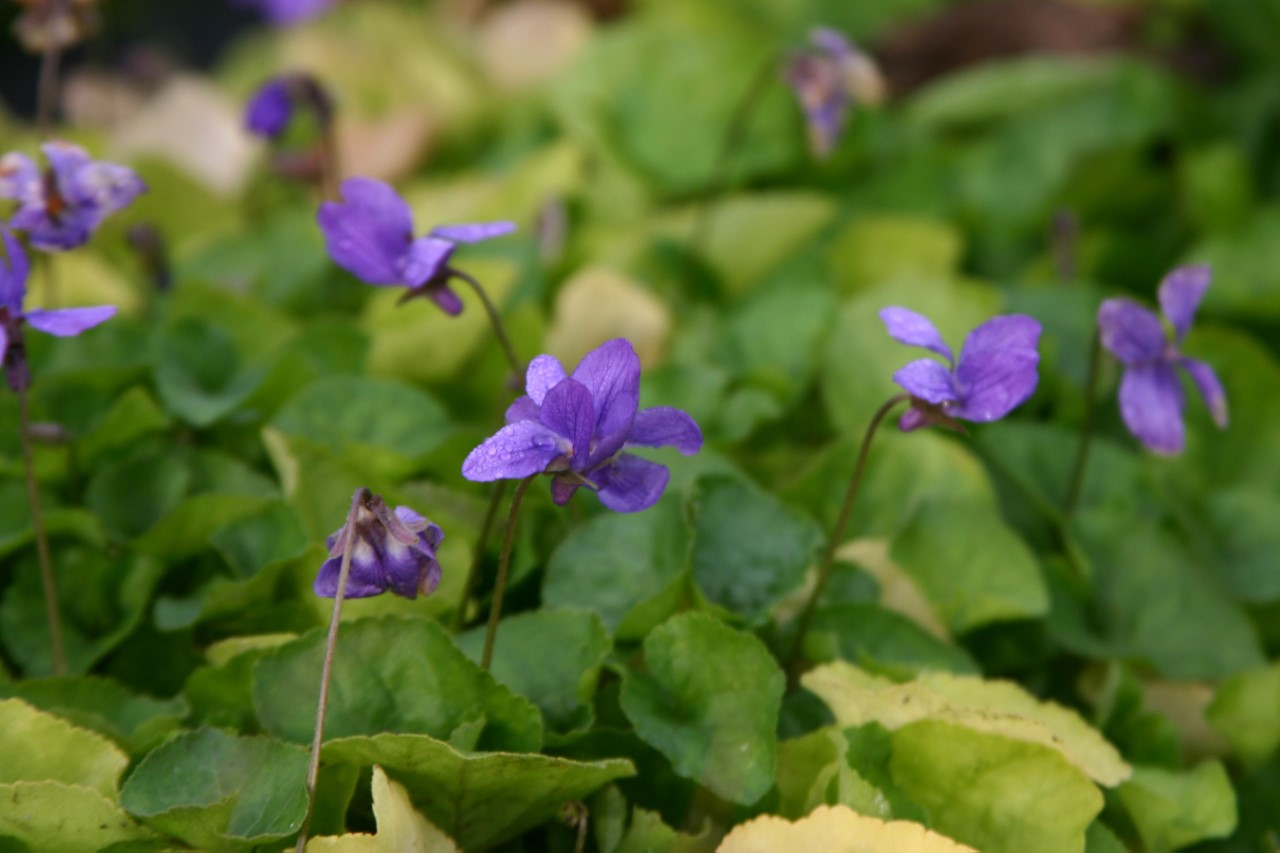 viola-odorata-konigin-charlotte