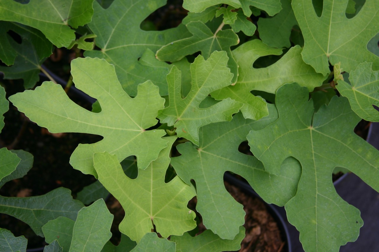 Ficus carica 'Bornholm Diamond' : C2 : 15-30