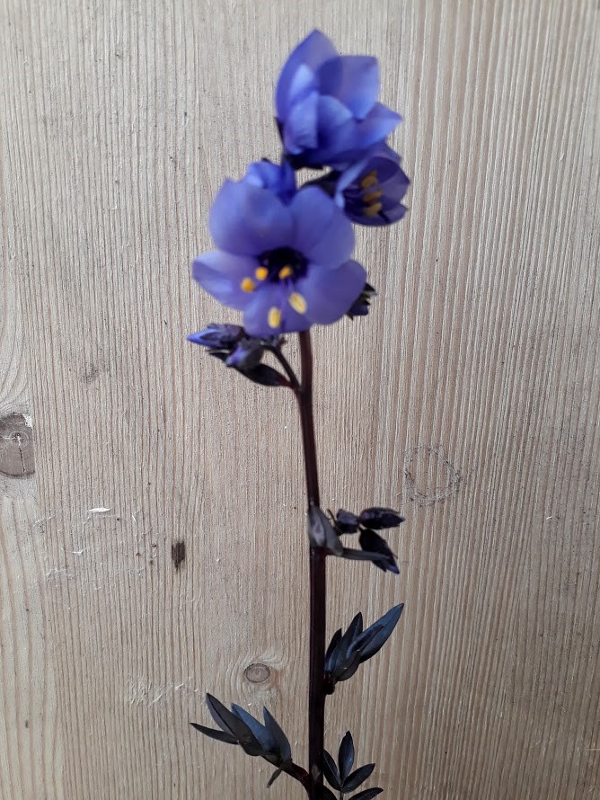 polemonium-yezoense-purple-rain-strain