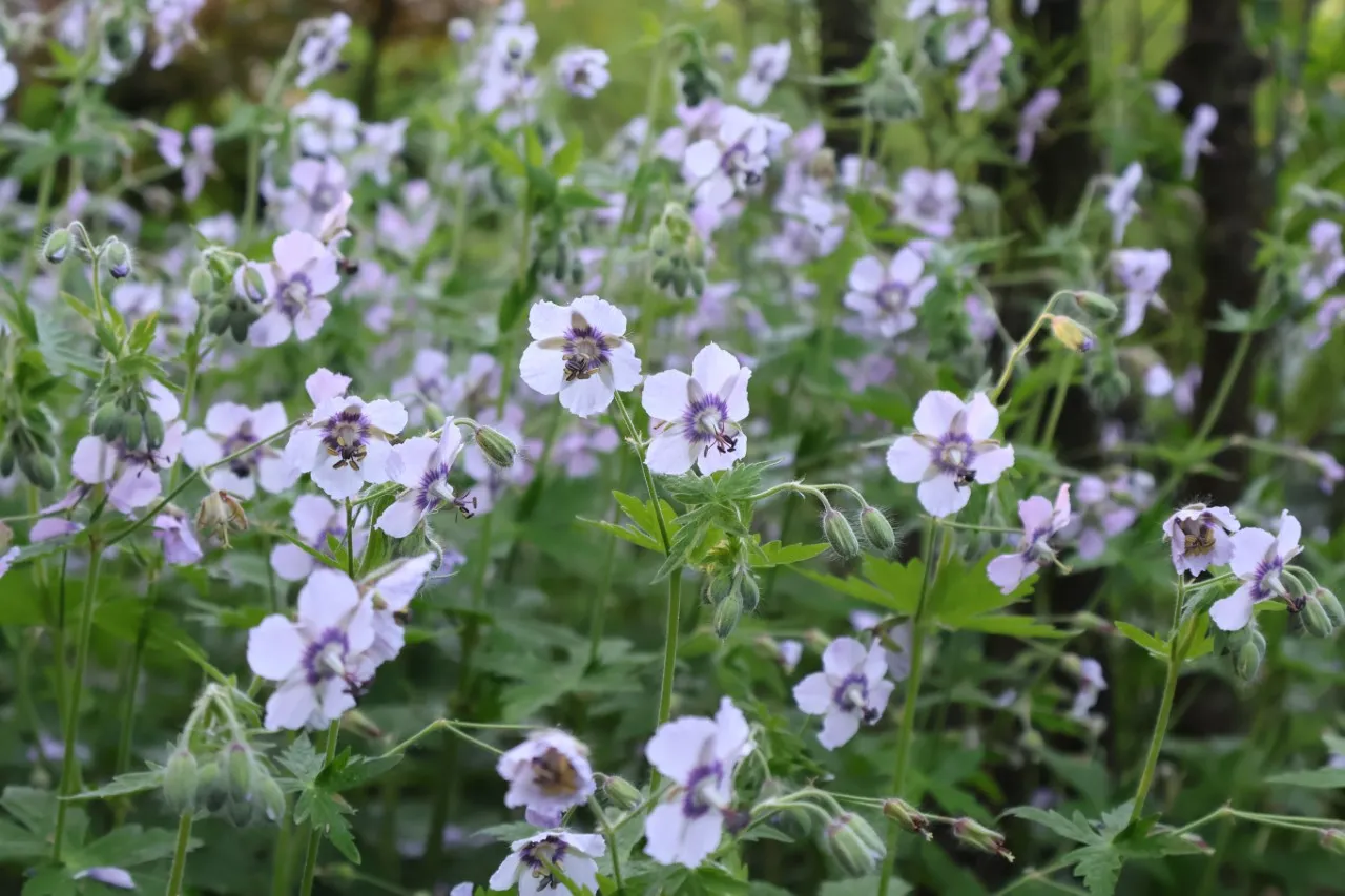 Geranium phaeum 'Lily Lovell'