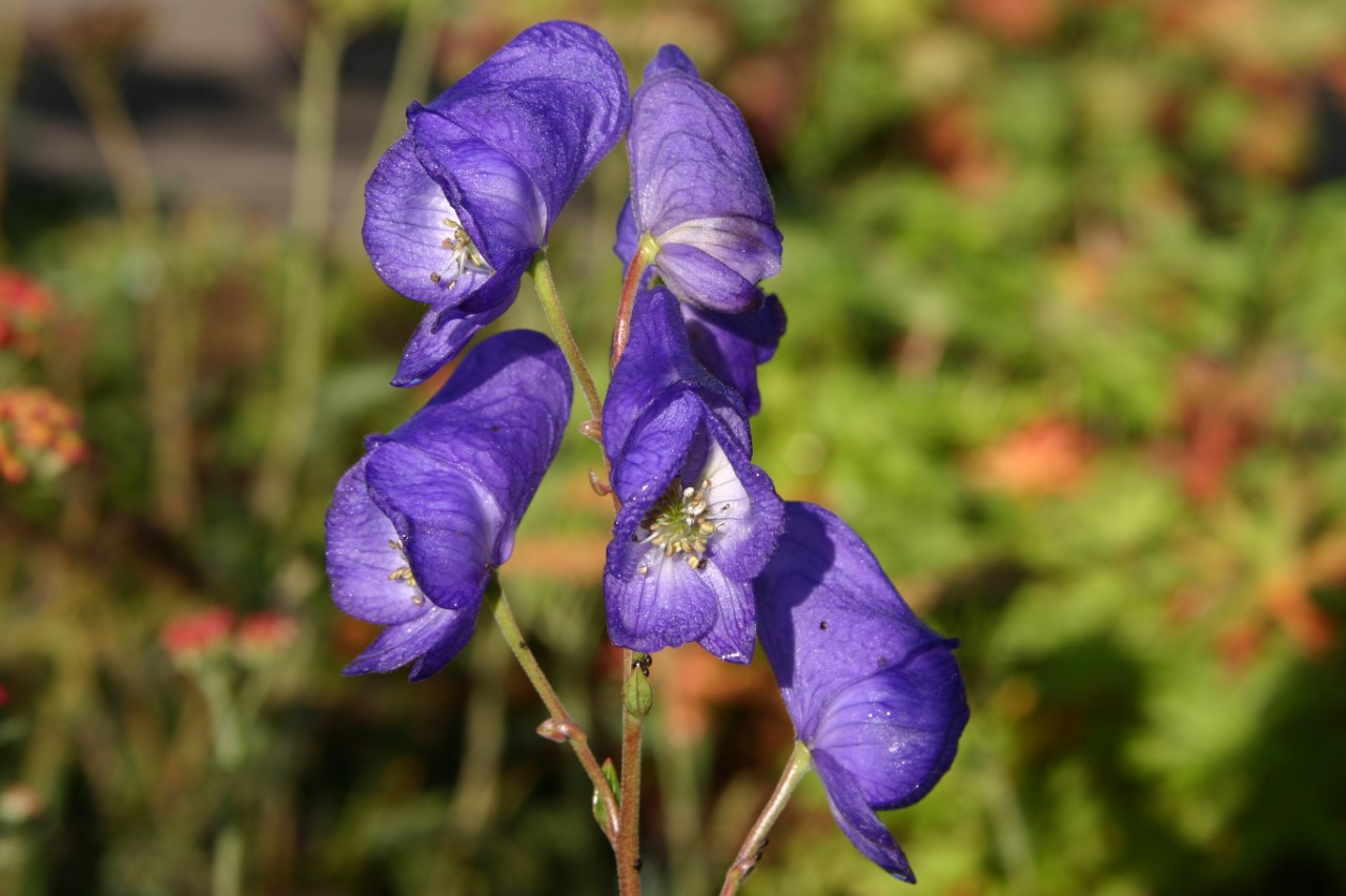 Aconitum carmichaelii 'Arendsii' aconitum-carmichaelii-arendsii