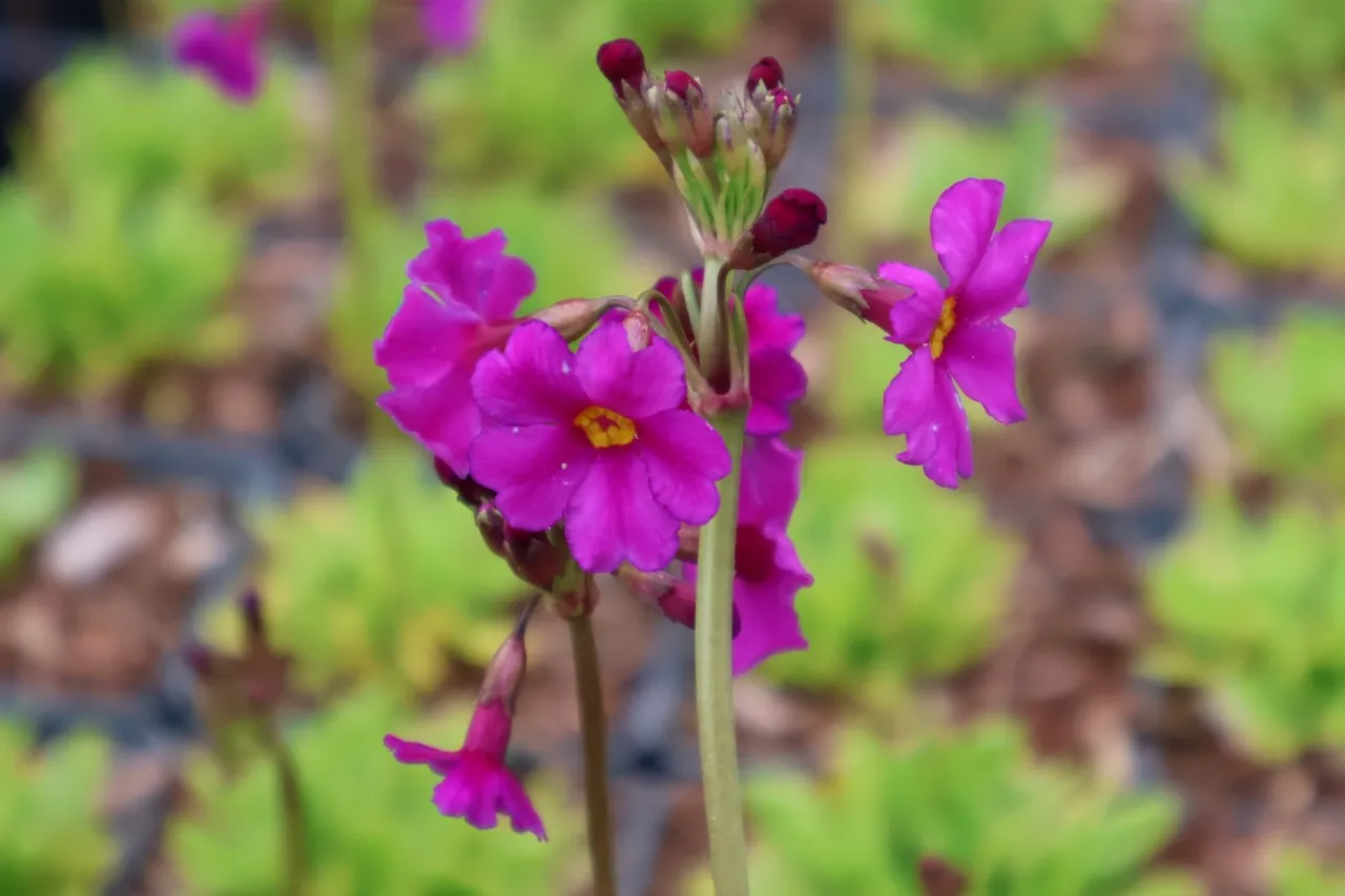Primula poissonii : P9