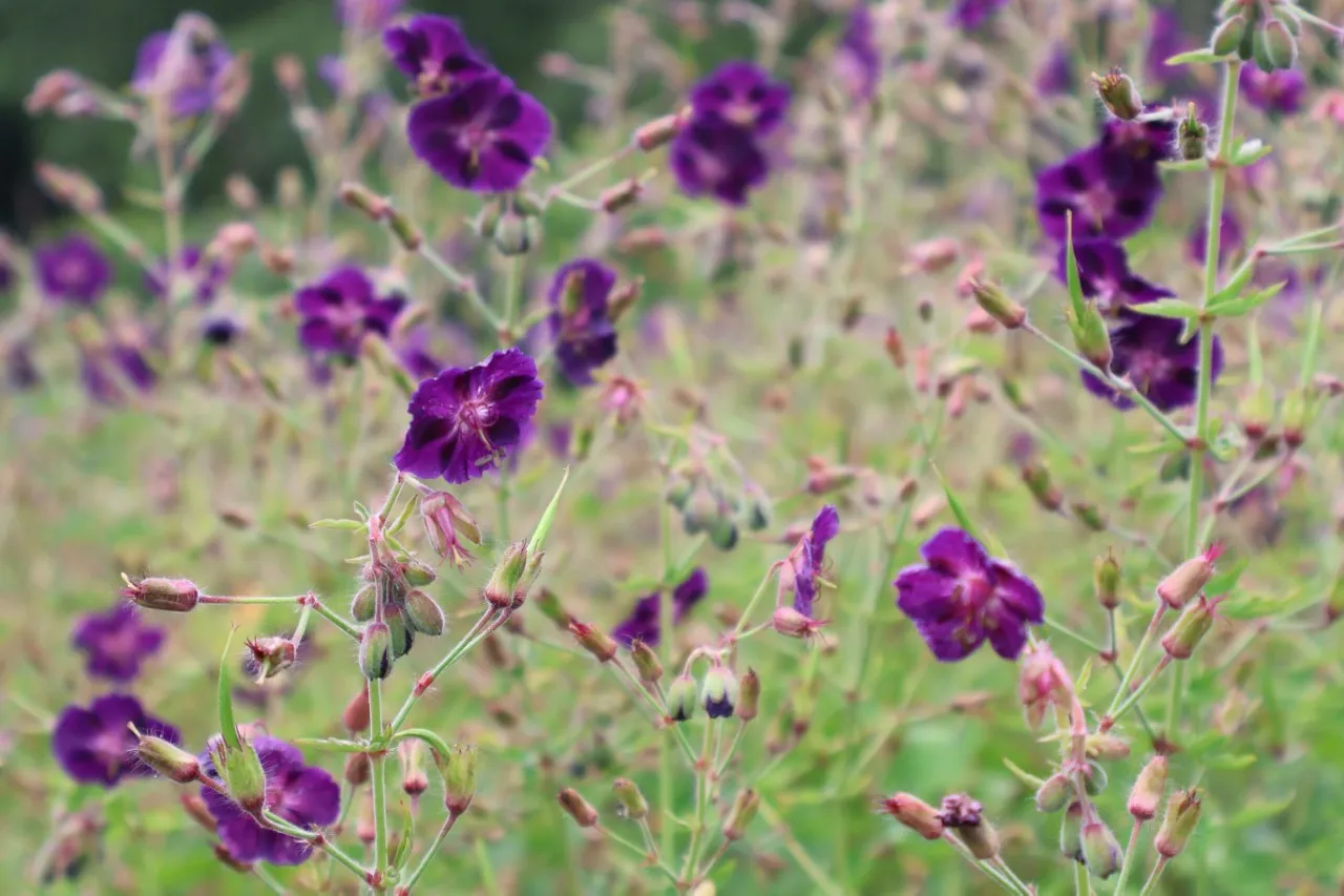 Geranium phaeum 'Raven'