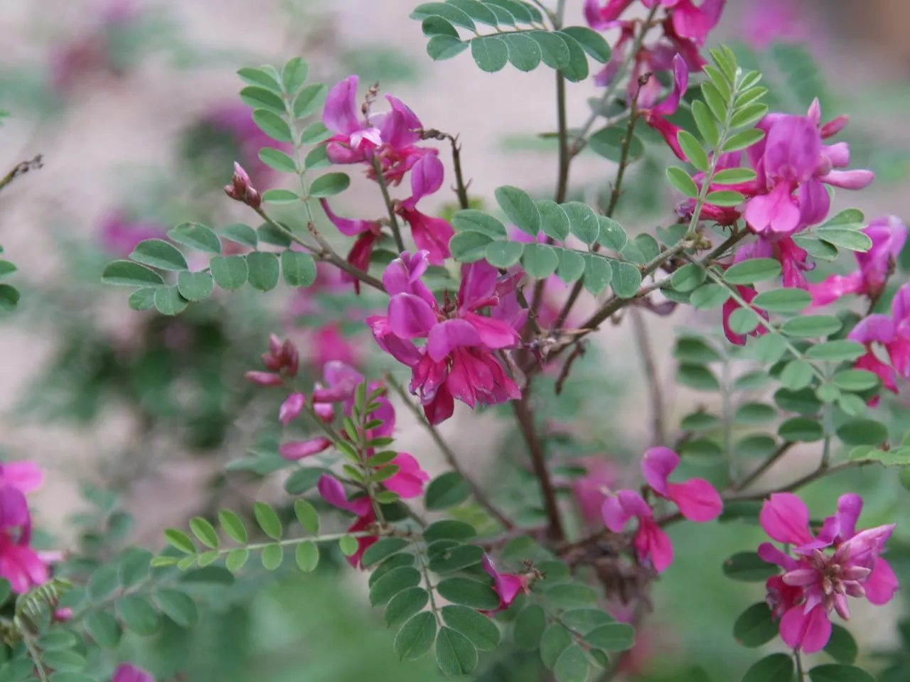 Indigofera potaninii