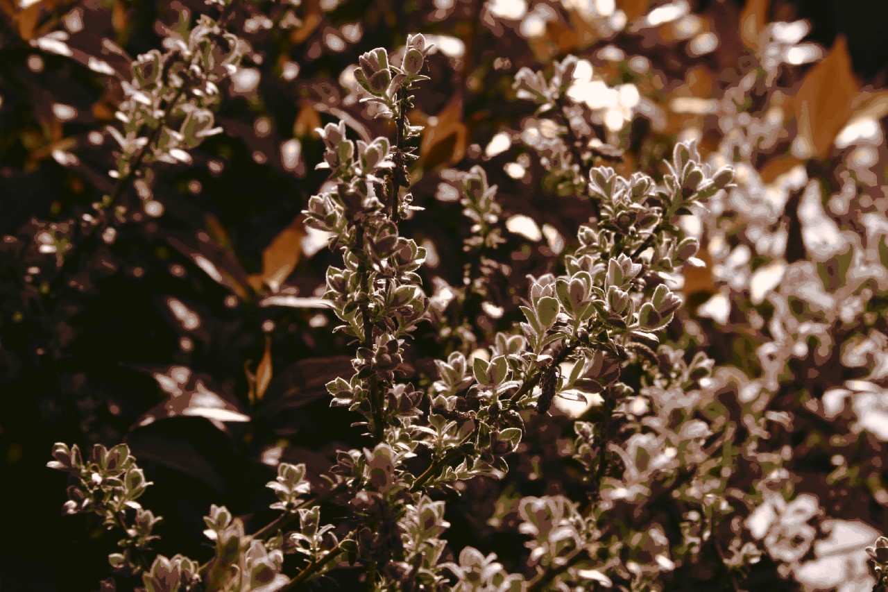 Salix repens 'Dart's Silver' : P11