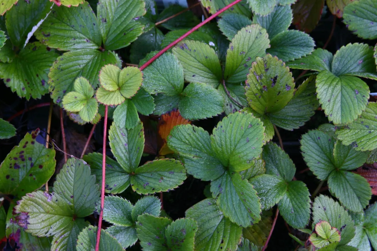 Fragaria ananassa 'Pineberry'