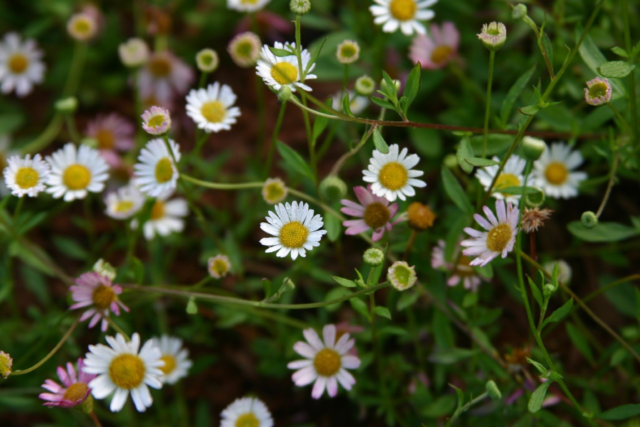 erigeron-karvinskianus