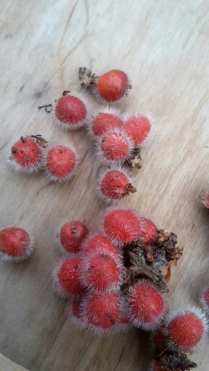 Rhus aromatica