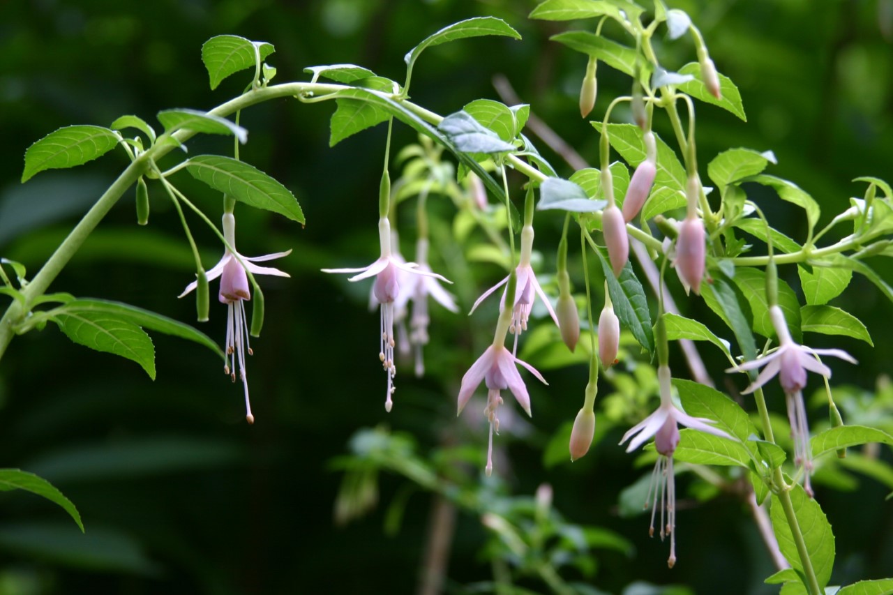fuchsia-hawkshead