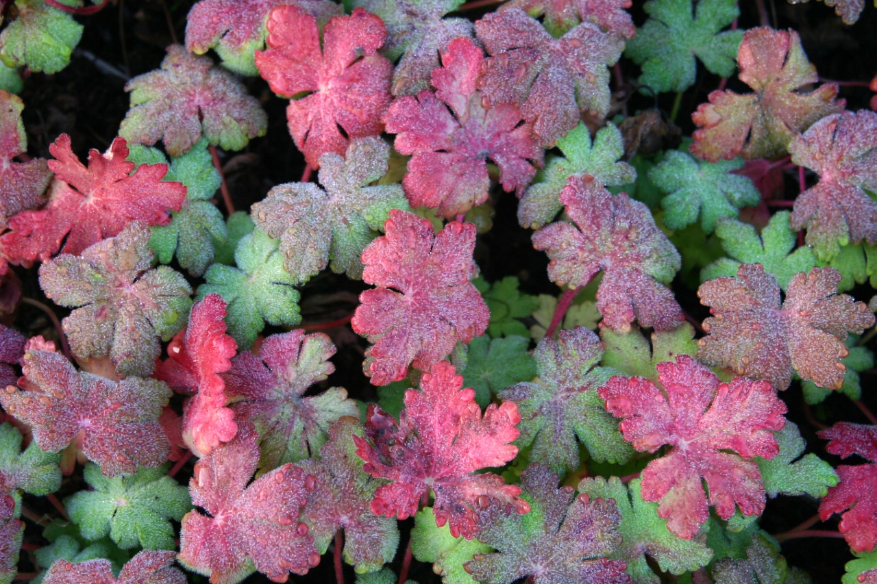 geranium-macrorrhizum-spessart